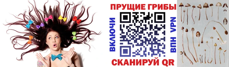 продажа наркотиков  Миллерово  Псилоцибиновые грибы прущие грибы 